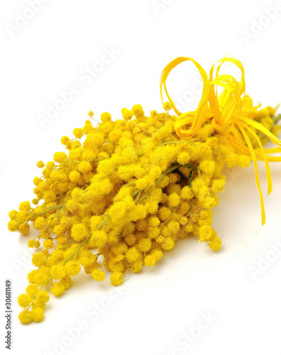 Mimose photo