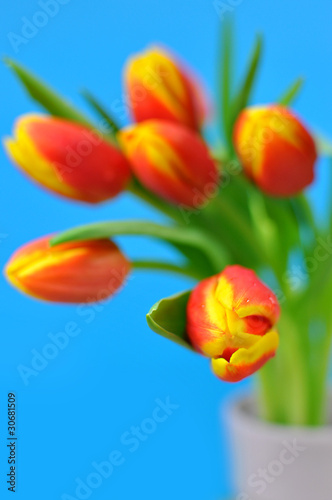 Tulips