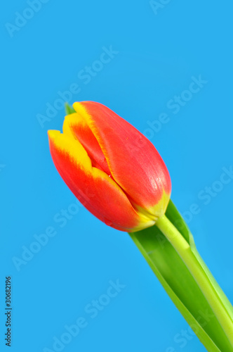 Tulip