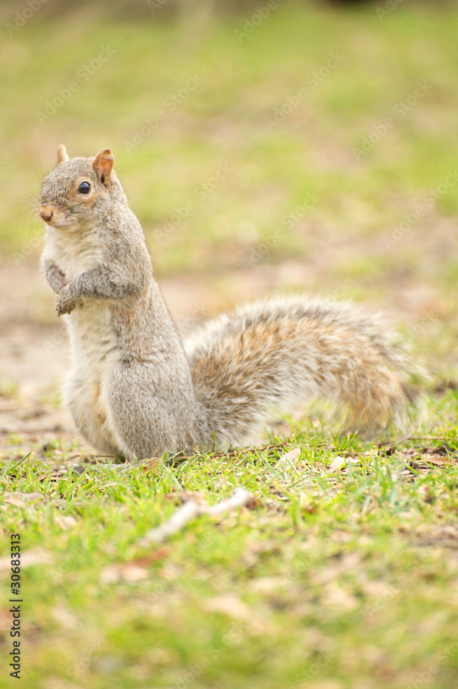 squirrel squirrel