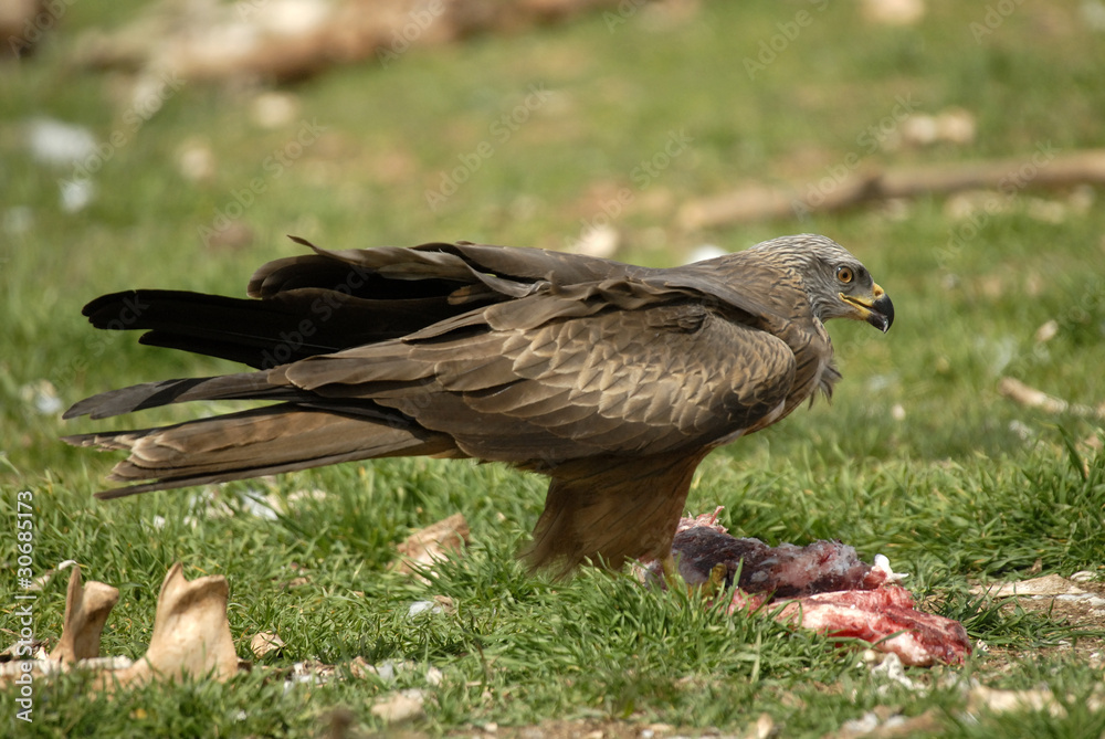 Fototapeta premium Milano negro