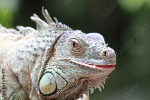 iguana iguana © Torsten Lorenz