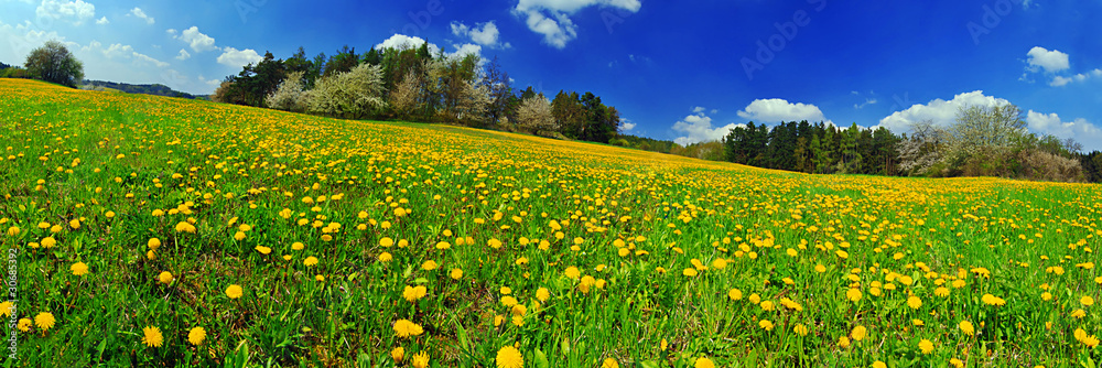 Fototapeta premium Spring
