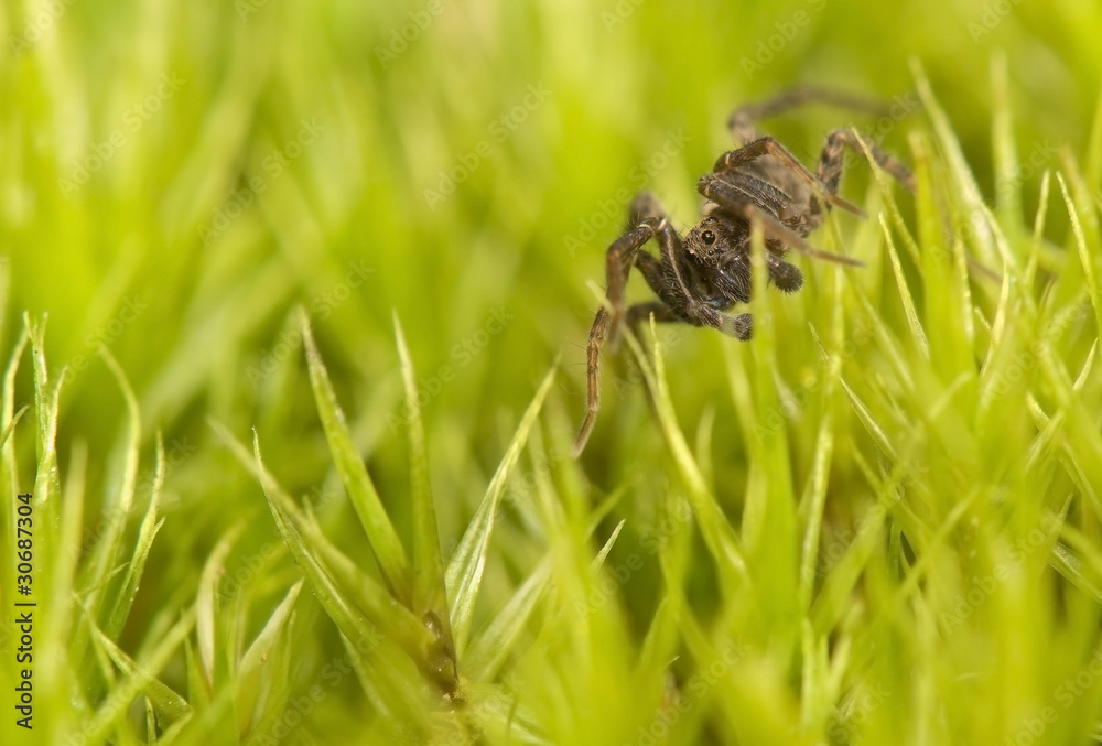 Pardosa