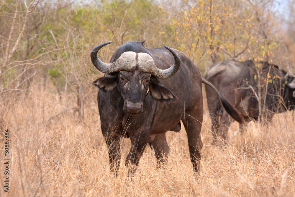 african cape buffalo african cape buffalo