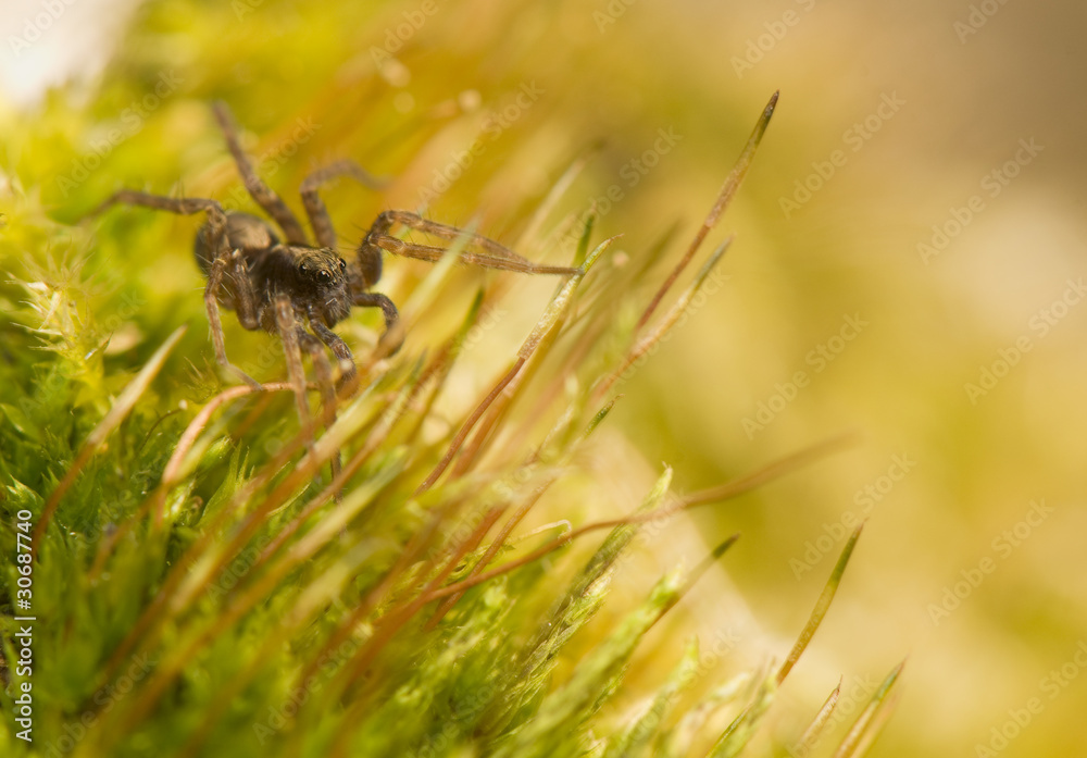 Pardosa Pardosa