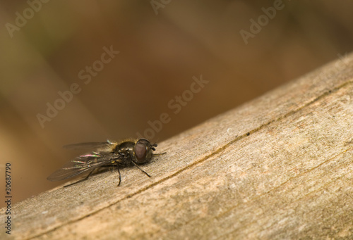 Hymenoptera, Melangyna quadrimaculata © Gucio_55