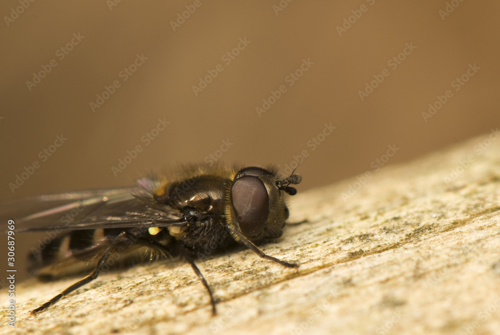 Hymenoptera, Melangyna quadrimaculata Hymenoptera, Melangyna quadrimaculata