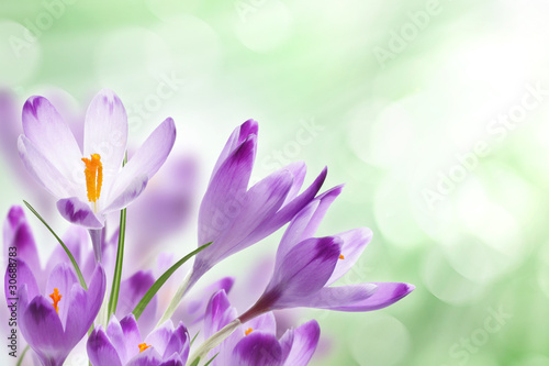 Crocus flowers