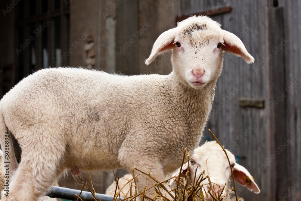 Naklejka premium Lamm, lamb