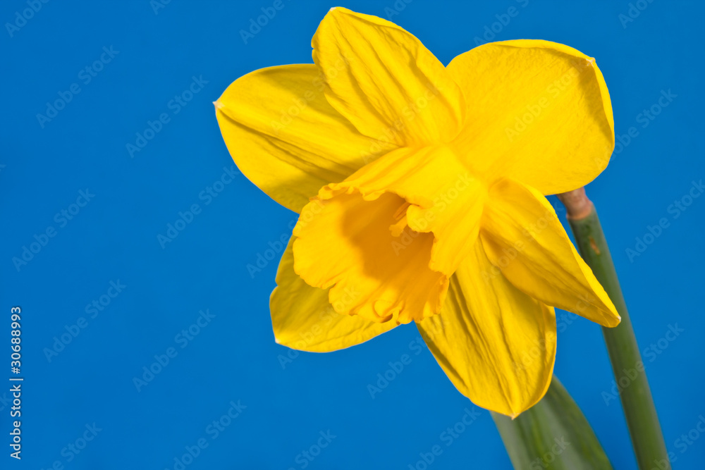 Osterglocke, daffodil Osterglocke, daffodil