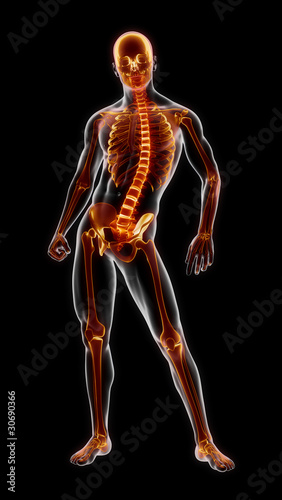 Human Full Skeleton Medical Scan