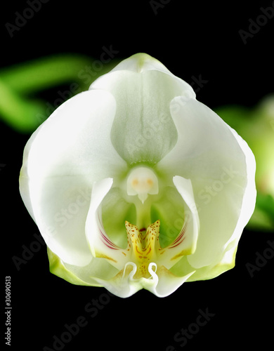 White orchid