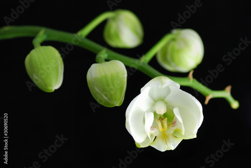 White orchid