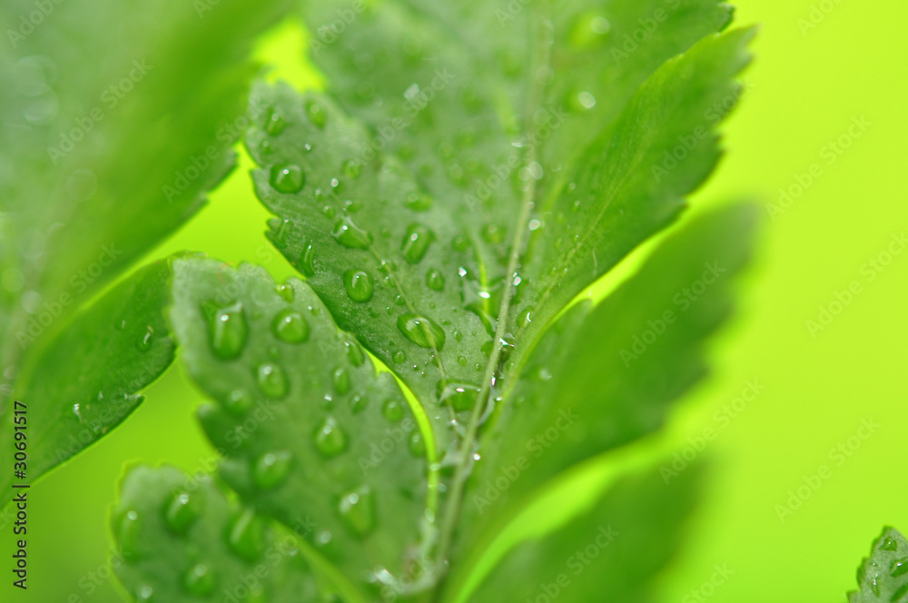 Drops on Fern Leaves Drops on Fern Leaves