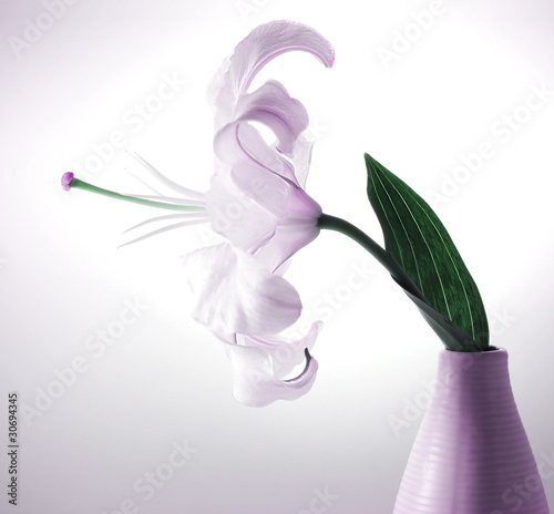 Fototapeta Naklejka Na Ścianę i Meble -  Beautiful violet lily