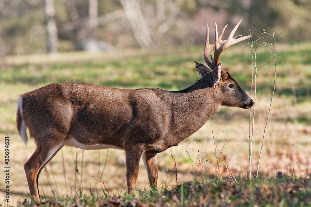 Obraz premium Whitetail Buck