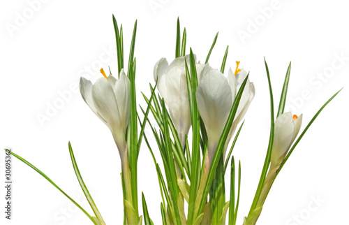 Crocus white