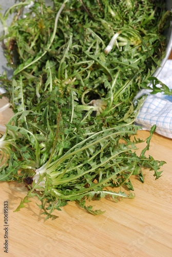 Zubereitung Löwenzahnsalat (Taraxacum)Heilpflanze