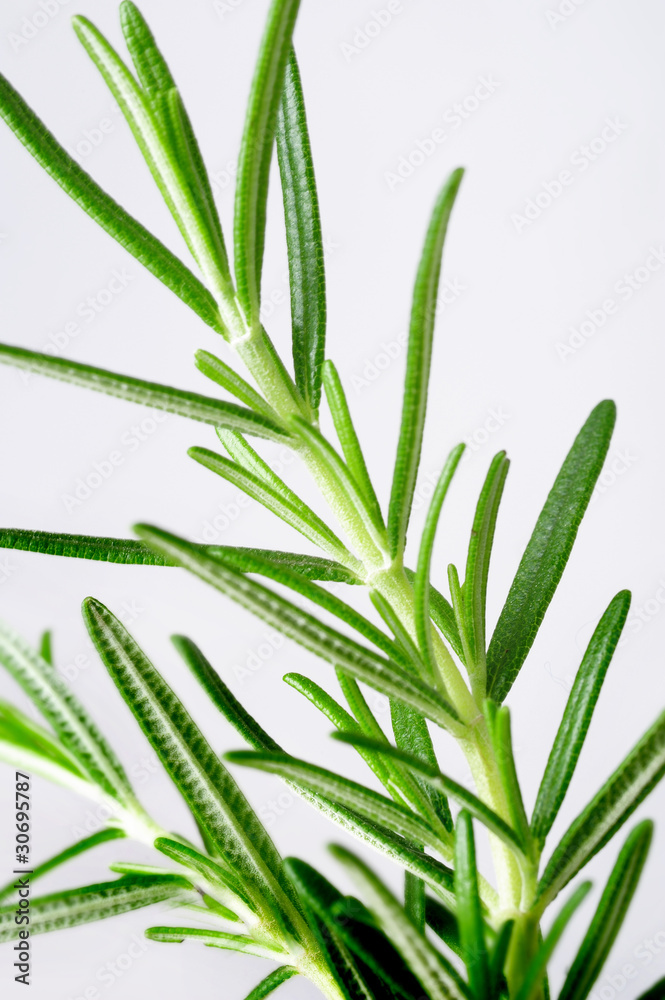 Fototapeta premium rosemary on white background