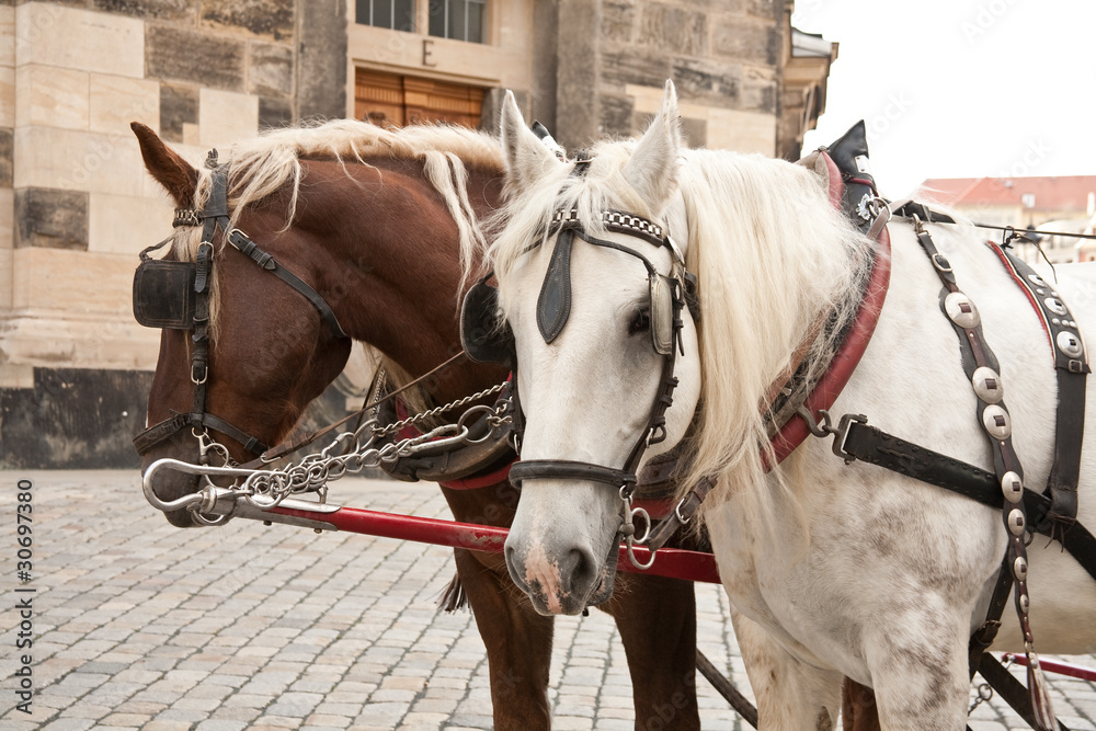 Harnessed horse