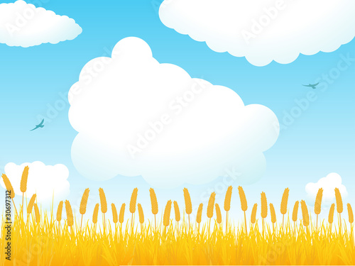 Summer cornfied