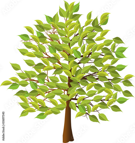 Summer tree