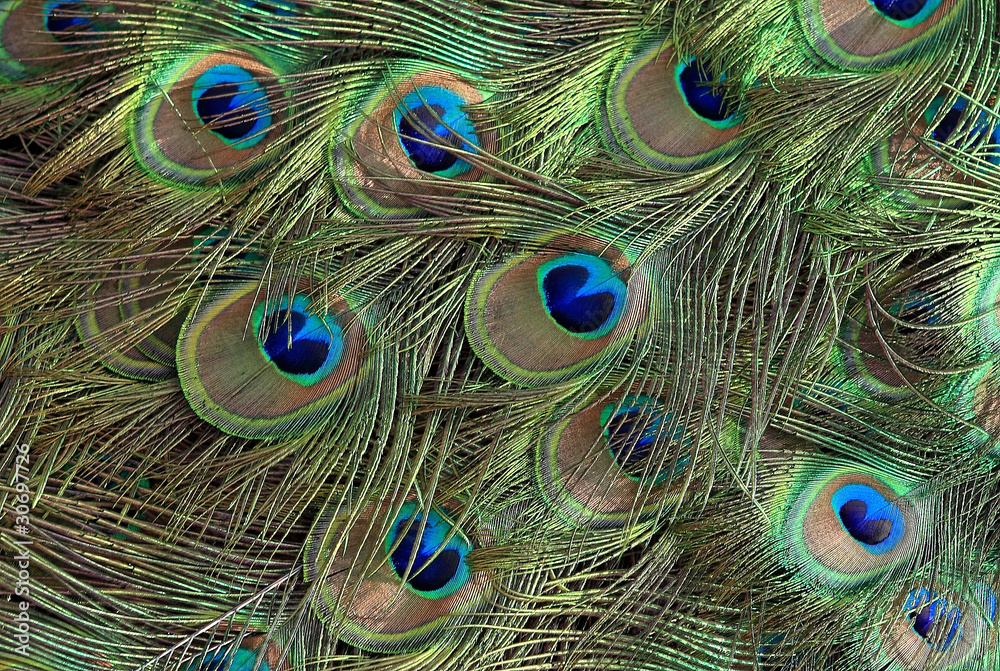 Fototapeta premium plumes de paon
