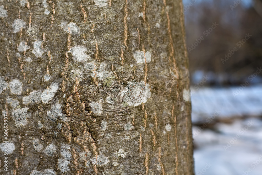 bark texture