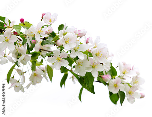 Obraz na plátně Blooming apple tree branch