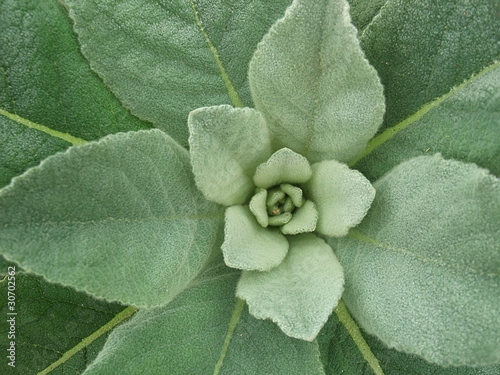 Molène Bouillon-blanc (Verbascum thapsus)