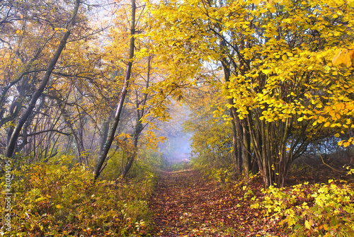 a forest lane