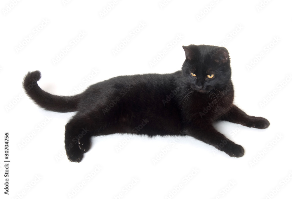 Black cat on white