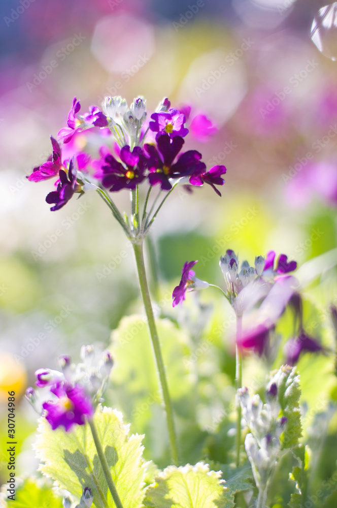 Obraz premium お花