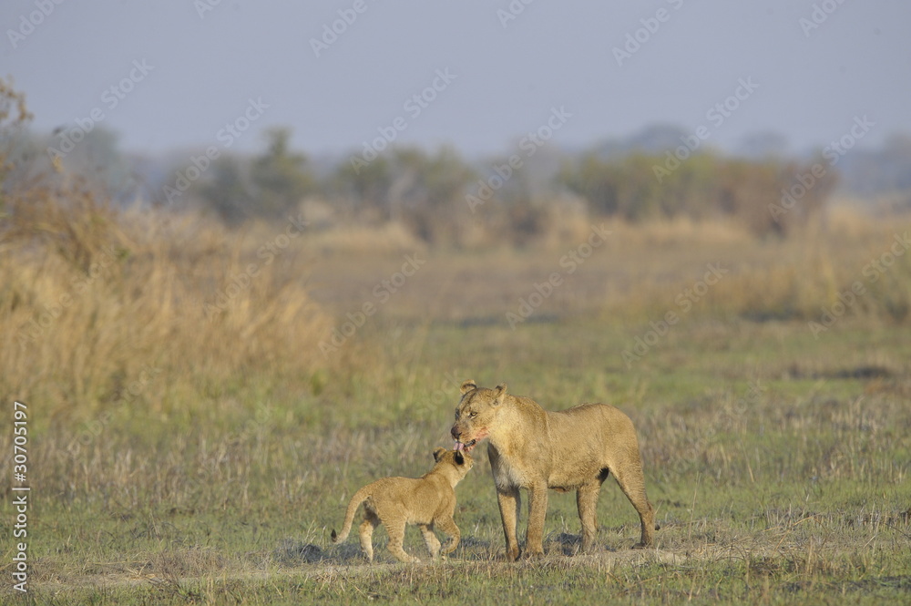 Naklejka premium Lioness after hunting with cub.