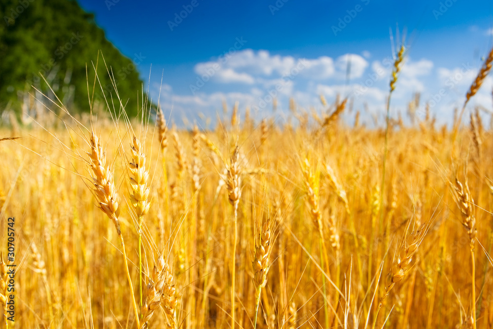 Yellow field of wheat near green forest under blue sky Yellow field of wheat near green forest under blue sky