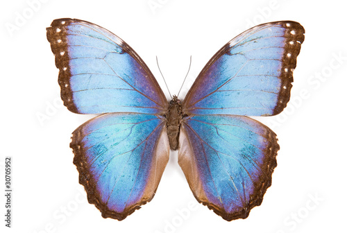Black and blue butterfly Morpho peleides isolated photo