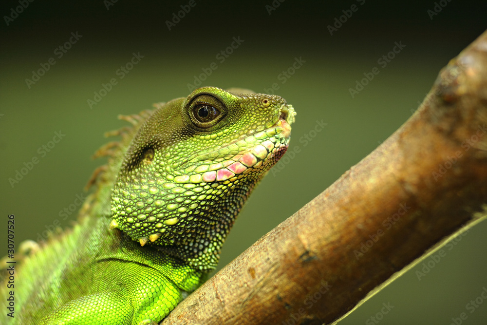 Naklejka premium green iguana on tree branch