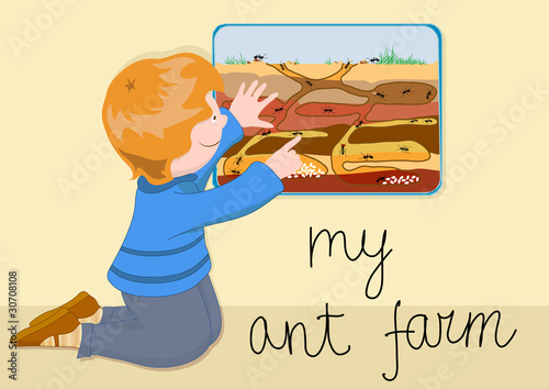 my ant farm photo