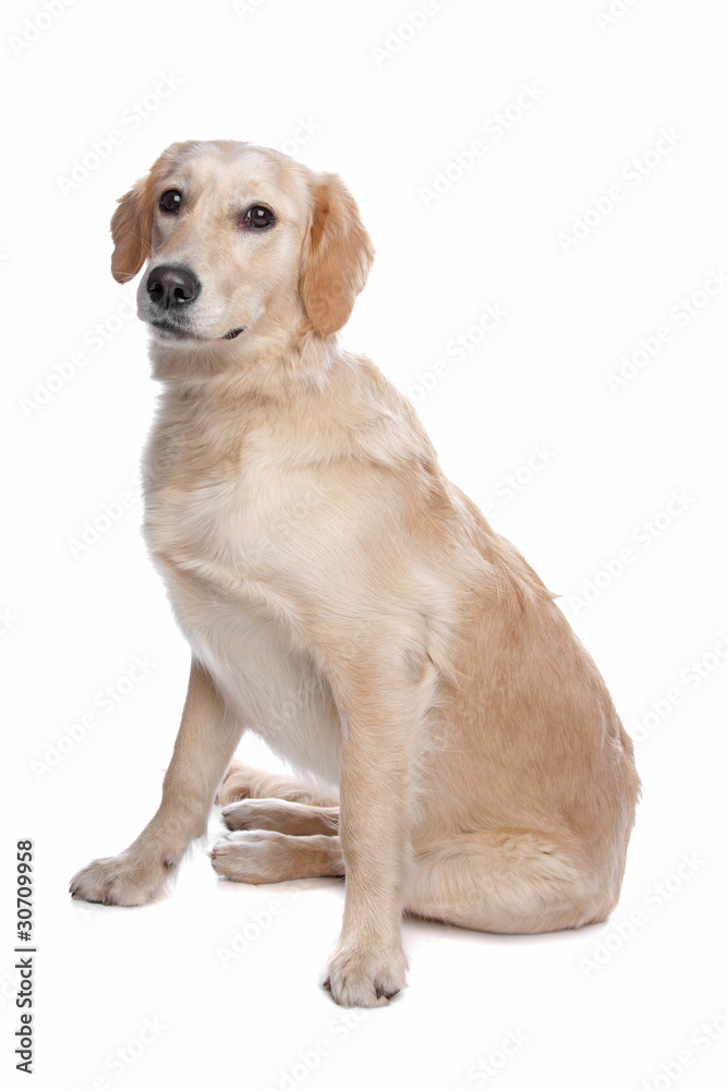 golden retriever