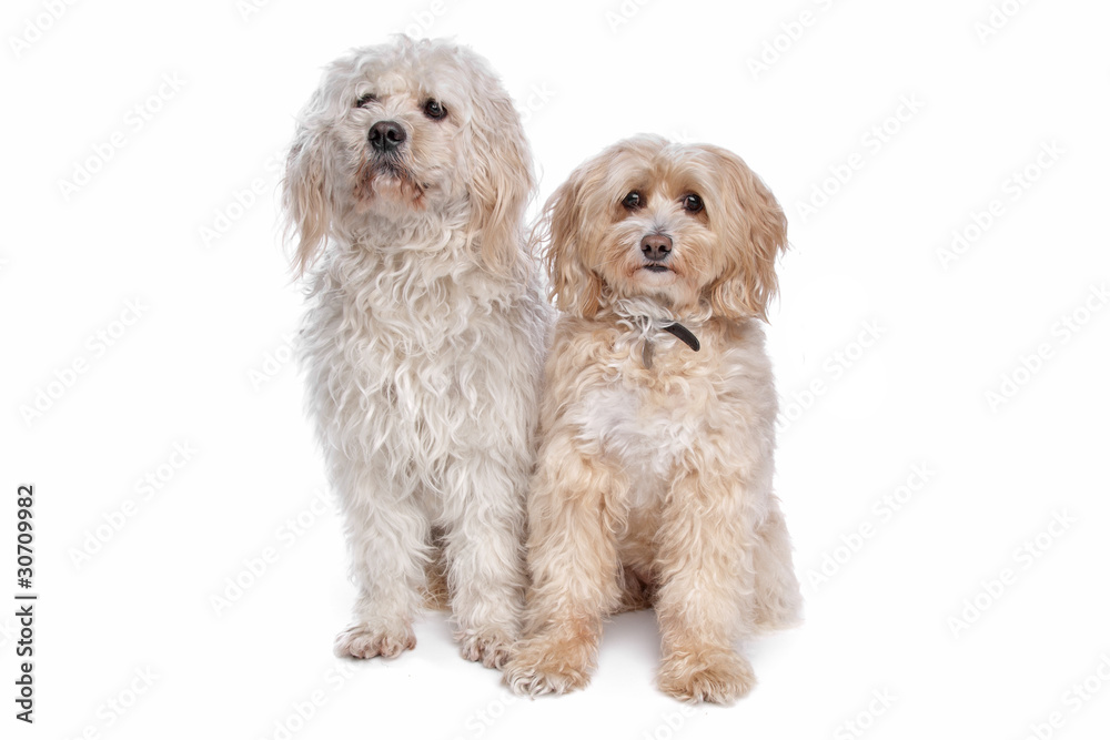 Maltese and a shih tzu dog