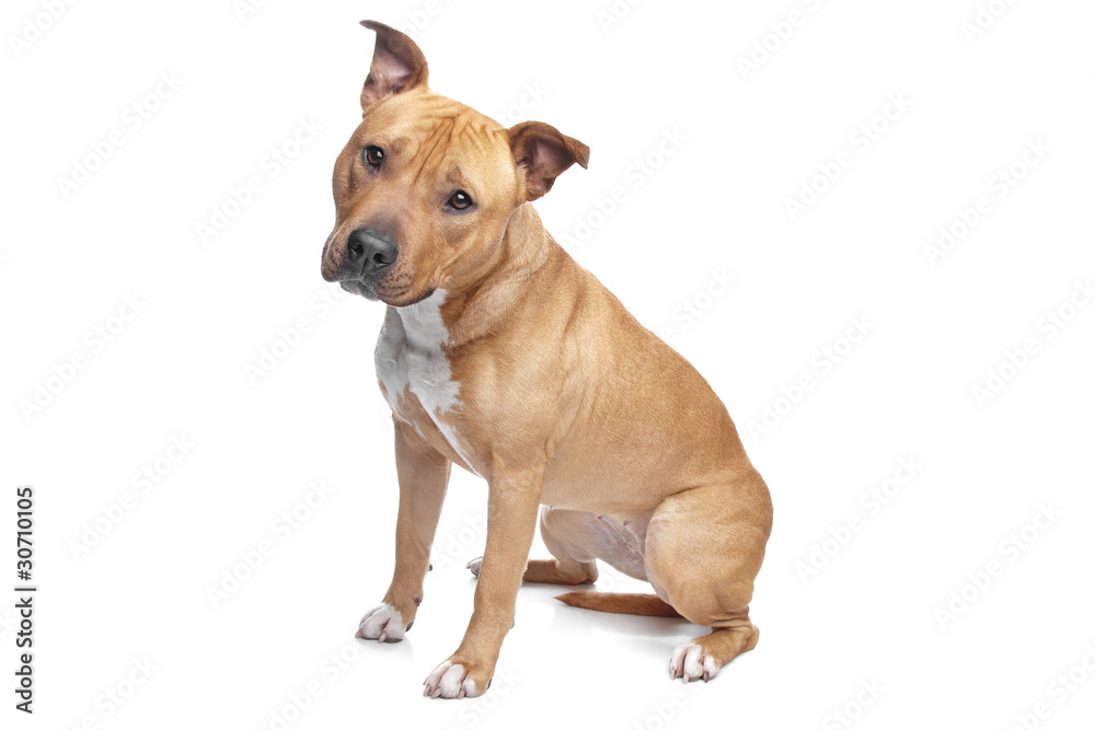 Obraz premium Szczeniak Stafford Terrier rasy mieszanej