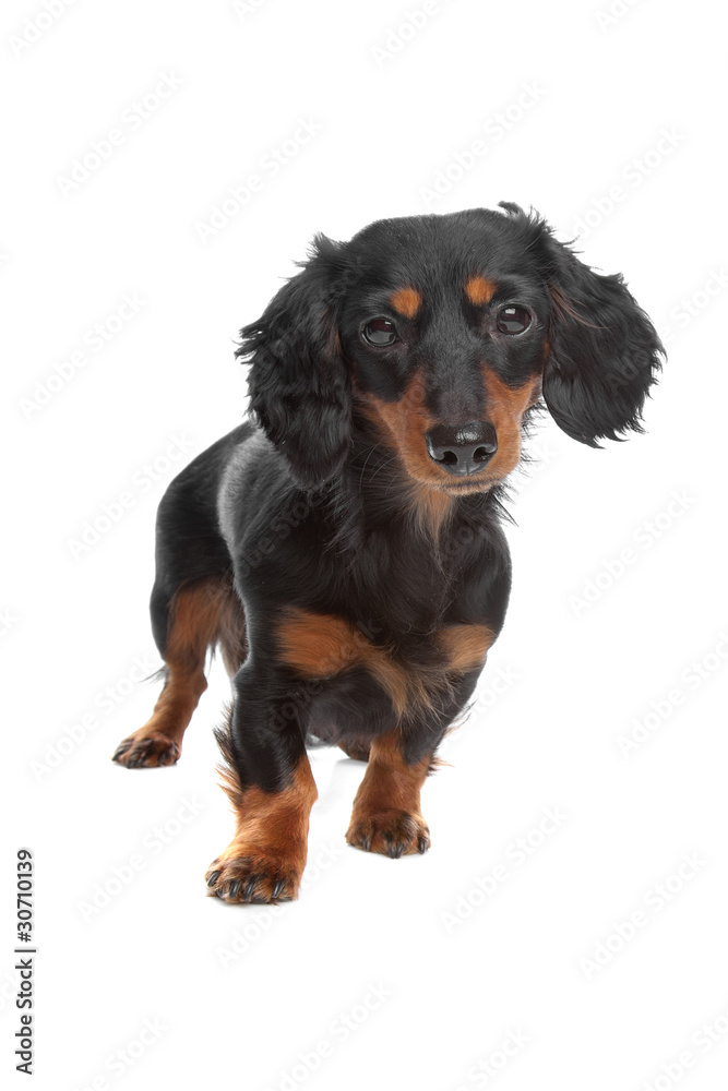 miniature smooth-haired dachshund