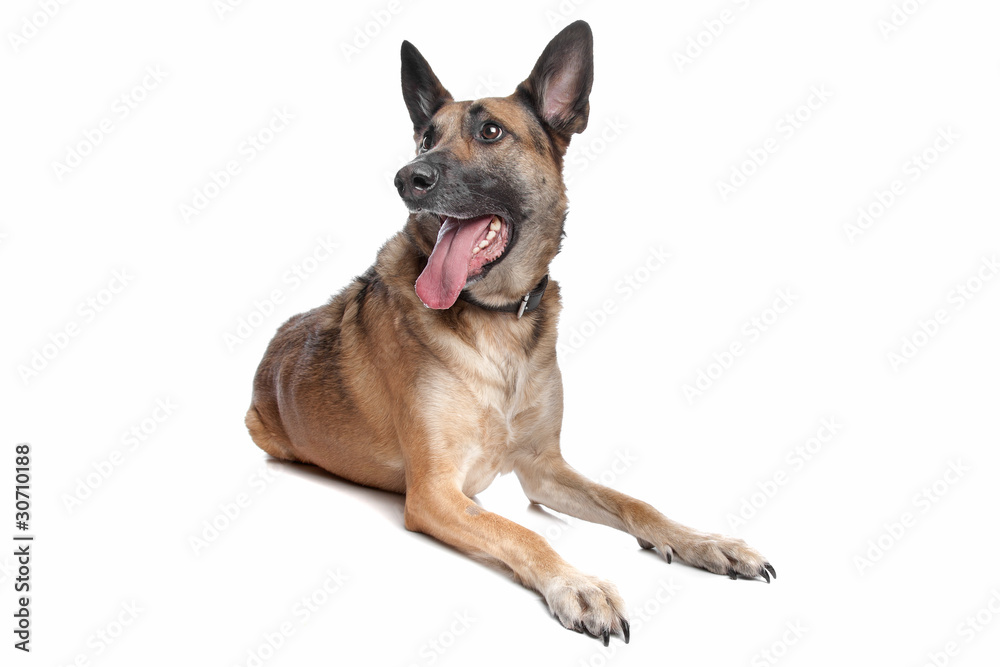 Obraz premium Belgian Shepherd Dog