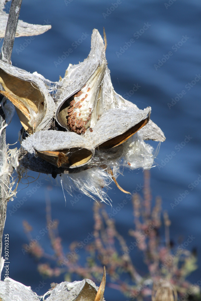 Fototapeta premium Milkweed Pod (Dried out)