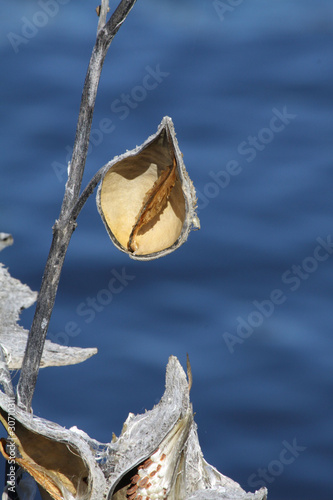 Milkweed Pod (Dried out)