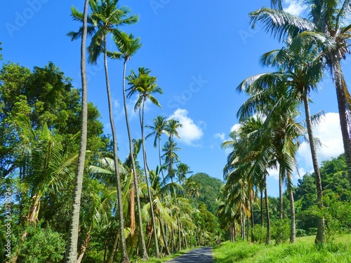 Strada Esotica di Palme-Palmtrees Exotic Street photo