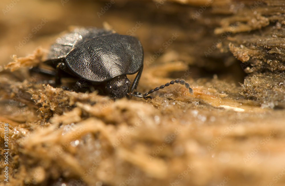 Phosphuga atrata Phosphuga atrata