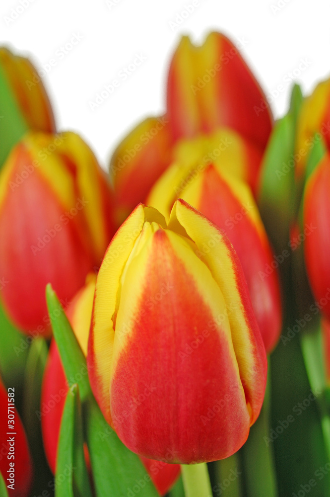 Fototapeta premium Tulpen