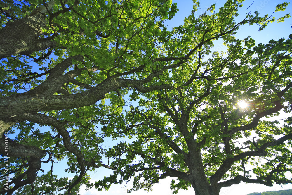 The leafage of an old oak . The leafage of an old oak .